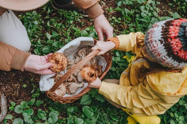Man and granddaughter collecting mushrooms in basket at forest model released, Symbolfoto, YTF00250