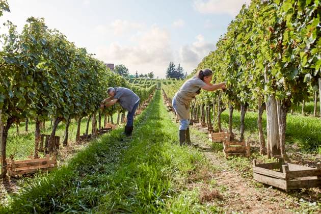 Mature farmers examining grape vine in vineyard on sunny day model released, Symbolfoto property released, ZEDF04813