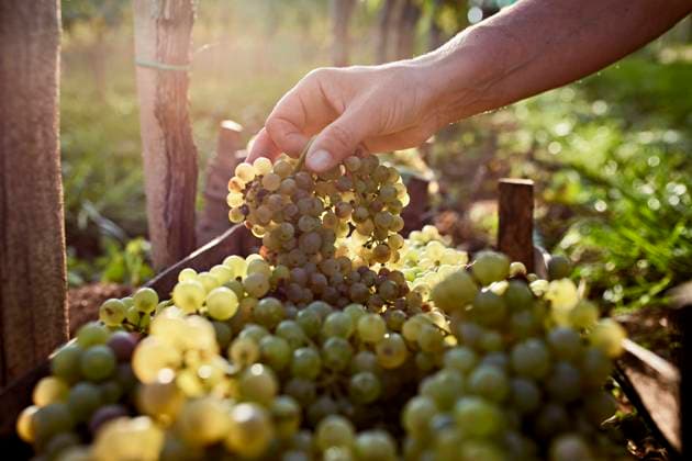 Hand of farmer holding bunch of grapes on sunny day model released, Symbolfoto property released, ZEDF04877