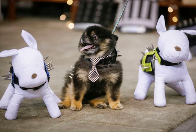 Entertainment Themen der Woche KW44 Entertainment Bilder des Tages (221107) -- VANCOUVER, Nov. 7, 2022 -- A dog is seen during the Pet Lover Show at Pacific Coliseum in Vancouver, British Columbia, Canada, on Nov. 6, 2022. (Photo by Xinhua) CANADA-VANCOUVER-PET LOVER SHOW LiangxSen 