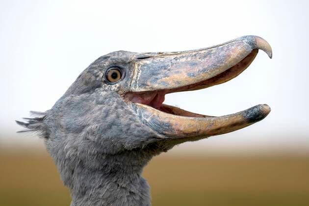 Creative Highlights World Schuhschnabel (Balaeniceps rex), auch Abu Markub, Tierportrait, Bangweulu Sümpfe, Sambia, Afrika *** Shoebill Balaeniceps Rex , also Abu Markub, animal portrait, Bangweulu swamps, Zambia, Africa Copyright: imageBROKER/ErichxSchmidt ibxeri08765112.jpg