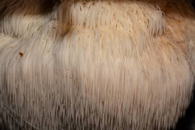 Igelstachelbart Fruchtkörper mit cremefarbigen herabhängenden Stacheln *** Hericium fruiting body with cream colored drooping Spines Copyright: imageBROKER LudwigxWerle ibxluw08769554.jpg