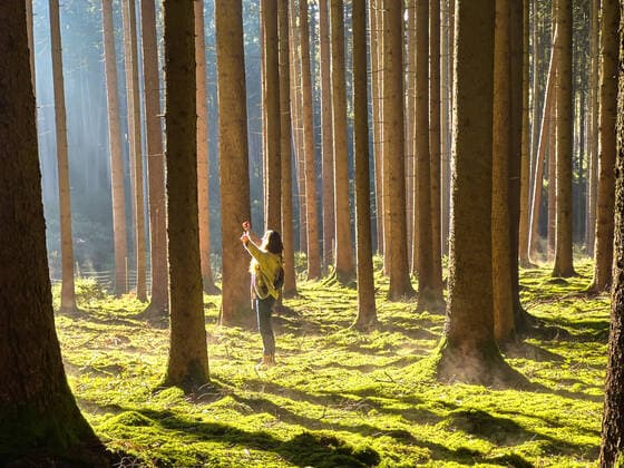 A woman is walking through the forest in autumn, forest bathing, or shinrin-yoku on November 13, 2022 in Pfaffenhofen a.d.Ilm, Bavaria, Germany. Forest bath has the power to counter illnesses including cancer, strokes, gastric ulcers, depression. The term emerged in Japan in the 1980s as a physiological and psychological exercise called shinrin-yoku forest bathing or taking in the forest.