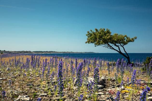 Gemeiner Natternkopf, Gewoehnlicher Natternkopf (Echium vulgare), bluehender Bestand an der Westkueste, Schweden, Oeland, Sandvik blueweed, blue devil, viper s bugloss, common viper s-bugloss (Echium vulgare), blooming population at the western coast, Sweden, Oeland, Sandvik BLWS676150 *** Common adderhead, Usual Viper s Head Echium vulgare , bloomer Stock to the West Coast, Sweden, Oeland, Sandvik blueweed, Blue demon, Viper S bugloss, Common Viper S bugloss Echium vulgare , blooming Population AT The Western coast, sweden, Oeland, Sandvik BLWS676150 Copyright: xblickwinkel M.xWoikex