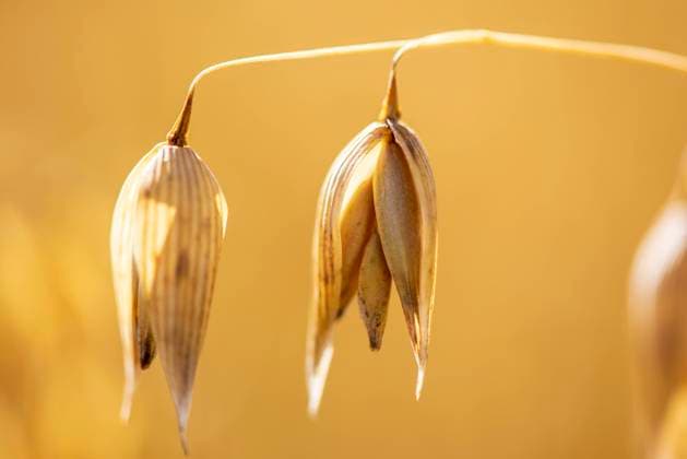 IMAGO Creative, Jahreszeit Herbst auf dem Land Hafer auf einem Feld Hafer auf einem Feld Copyright: xZoonar.com WolfgangxFilserx 17393488