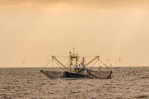 Fischkutter beim Fischen mit Schleppnetz auf der Nordsee Fischkutter beim Fischen mit Schleppnetz auf der Nordsee, Büsum, Nationalpark Schleswig-Holsteinisches Wattenmeer, Schleswig-Holstein, Deutschland Fishing trawler with dragnet, swarm of seagulls following. North Sea, Buesum, Schleswig-Holstein Wadden Sea National Park, Schleswig-Holstein, Germany Copyright: xZoonar.com ConnyxPokornyx 17677356