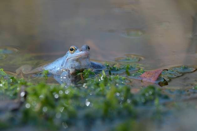 Maennlicher Moorfrosch, Rana arvalis, Male Moor Frog Maennlicher Moorfrosch, Rana arvalis, Male Moor Frog Copyright: xZoonar.com CHRISTOPHBOSCH@GMX.DEx 18222396