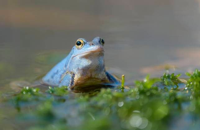 Maennlicher Moorfrosch, Rana arvalis, Male Moor Frog Maennlicher Moorfrosch, Rana arvalis, Male Moor Frog Copyright: xZoonar.com CHRISTOPHBOSCH@GMX.DEx 18300303