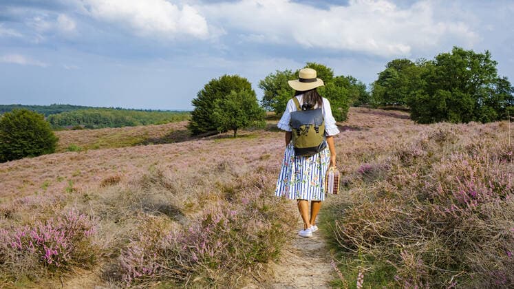 Posbank National park Veluwe, purple pink heather in bloom, blooming heater on the Veluwe Posbank National park Veluwe, purple pink heather in bloom, blooming heater on the Veluwe by the Hills of the Posbank Rheden, Netherlands. Asian woman with a hat walking in the countryside Copyright: xZoonar.com FokkexBaarssenx 18932968 ,model released, Symbolfoto ,property released
