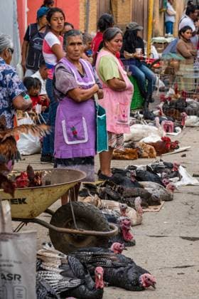 IMAGO Cultures of the world, Zapotec Kultur in Mexiko Zapotec women in their typical aprons selling their chickens and turkeys at the weekly market in Zaachila, Oaxaca, Mexico. Villa de Zaachila Zaachila market Oaxaca Mexico Copyright: xJonxG.xFullerx 5323-JGF-market-Zaachila-MX