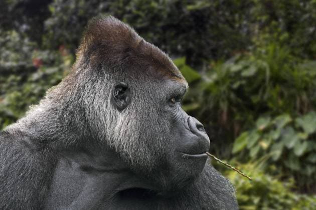 Western Lowland gorilla Gorilla Gorilla Gorilla Close-up one male silverback, the to a Branch chews Copyright: imageBROKER/alimdix/xArterra ibxtsm08799671.jpg