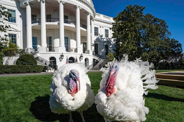 November 21, 2022, Washington, DC, United States: Broad-breasted White turkeys Chocolate and Chip wander the South Lawn of the White House, November 21, 2022 in Washington, D.C. The birds are destined for a long life of freedom after being pardoned by U.S. President Joe Biden during the traditional Thanksgiving Turkey Pardon. Washington United States - ZUMAp138 20221121_zaa_p138_019 Copyright: xAdamxSchultz WhitexHousex