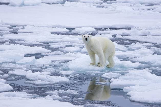  Einsamer Eisbär (Ursus maritimus) auf Treibeis, Eisscholle im Arktischen Ozean entlang der Küste von Svalbard, Spitzbergen, Norwegen, Europa *** Lonely Polar Bear Ursus maritimus at drift ice, Ice floe at Arctic Ocean along the Coast from Svalbard, Spitsbergen, Norway, Europe Copyright: imageBROKER/alimdix/xArterra ibltsm08800037.jpg