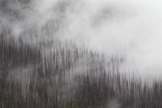 charred, through a Forest fire burned Lodgepole Pine trees, Kootenay National Park, British Columbia, Canadian Rocky mountains Canada, North America Copyright: imageBROKER/alimdix/xArterra ibltsm08818472.jpg