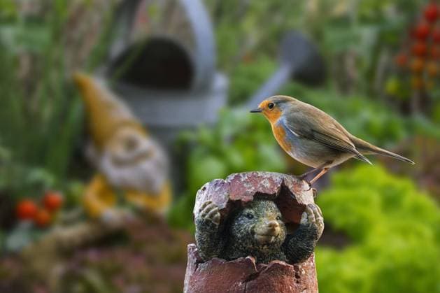  Rotkehlchen (Erithacus rubecula) auf einer Gartendekoration, Maulwurfsfigur, die sich in einem zerbrochenen Blumentopf im Gemüsegarten versteckt, Kräutergarten im Frühling *** Robin erithacus rubecula at a garden decoration, mole figure, the itself in a broken Flowerpot at Vegetable garden hidden, Herb garden at Spring Copyright: imageBROKER/alimdix/xArterra ibxtsm08799664.jpg