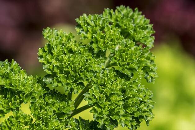 Gartenpetersilie (Petroselinum crispum) Nahaufnahme der Blätter *** Gardening Petersilie Petroselinum crispum Close-up the Sheets Copyright: imageBROKER/alimdix/xArterra ibxtsm08799685.jpg
