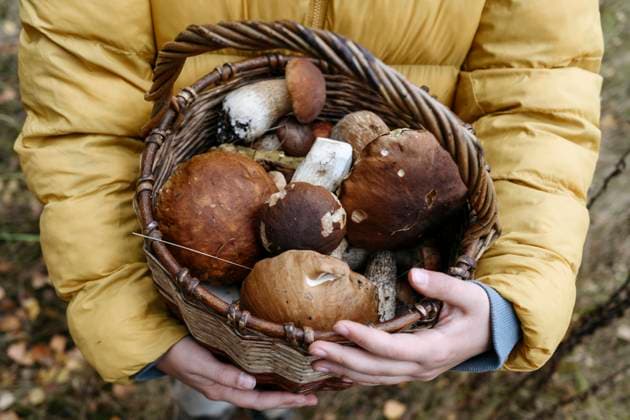 Hands of girl holding basket of porcini mushrooms in forest model released, Symbolfoto, EYAF02264