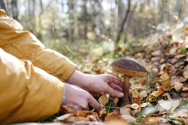 Hands of boy cutting mushroom in forest model released, Symbolfoto, EYAF02270