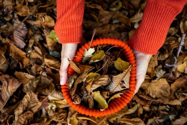 Woman collecting autumn leaves in knit hat model released, Symbolfoto, HMEF01452