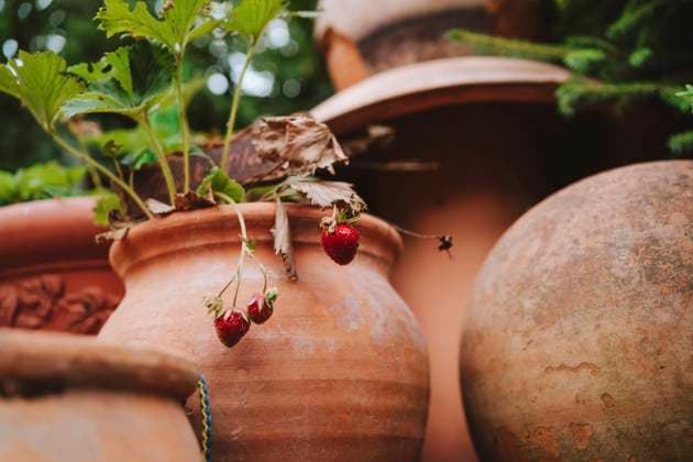 Strawberries hanging from clay pot in garden, MDOF00171