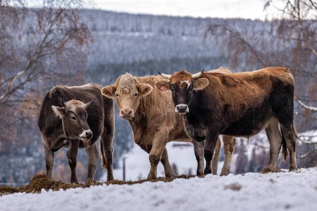 Farmers drive a herd of cattle from Bouda Jana to the wintering area on a farm near Decinska bouda in the Krkonose Mountains, November 24, 2022, Pec pod Snezkou, Trutnov region. The farm Decinska boudy is one of the highest in the Czech Republic. (CTKxPhoto DavidxTanecek) CTKPhotoP2022112501685  P2022112501685