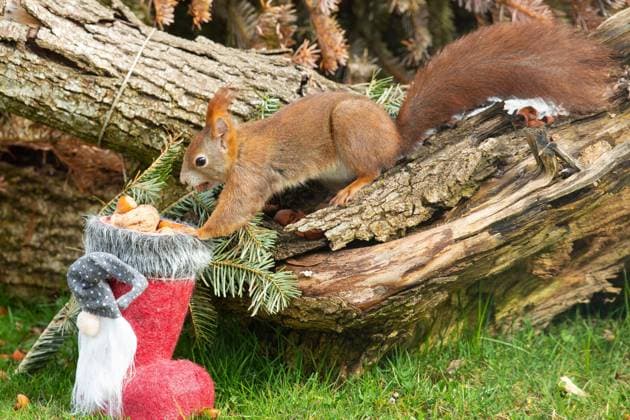 Eichhörnchen mit Nuss in Maul auf Baumstamm und Nikolausstiefel mit Nüssen gestreckt sitzend links sehend *** Squirrel with Nut in Mouth at Tree trunk and Santa boots with Nuts stretched sitting left seeing Copyright: imageBROKER LudwigxWerle ibxluw08817834.jpg