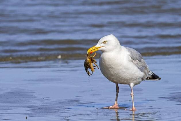 Creative Highlights World Silbermöwe (Larus argentatus) beim Töten und Fressen von StrandStrandkrabbe (Carcinus maenas) an einem Sandstrand an der Nordseeküste im Sommer *** herring gull Larus argentatus at kill and Food from beach beach crab Carcinus Maenas to a sandy beach to the North Sea coast at Summer Copyright: imageBROKER/alimdix/xArterra ibltsm08843490.jpg
