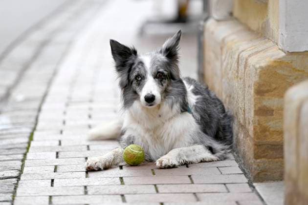 A dog with tennis ball is laid out to play Theme image, symbol image Bamberg, 25 11 2022 Bavaria Germany. Copyright: xDwixAnoraganingrumx