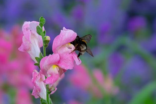 Bumblebee on a pink dragon flower Macro of a bumblebee on a pink dragon flower Copyright: xZoonar.com manfredxyx 12656656