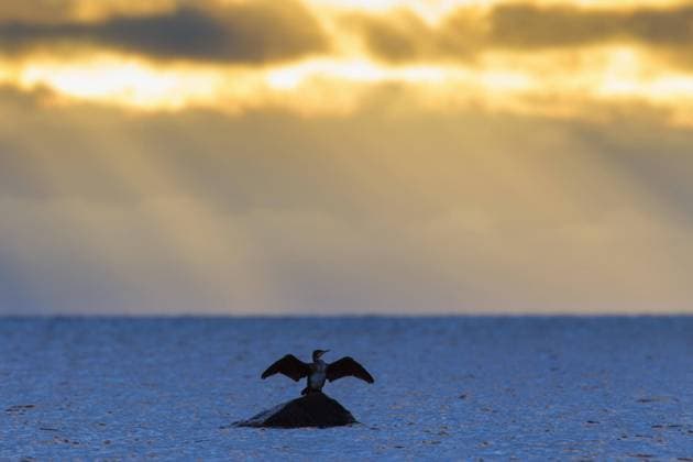  Creative Highlights World Großer Kormoran (Phalacrocorax carbo), großer schwarzer Kormoran, Jungtier auf einem Felsen im Meer sitzend und seine Flügel trocknend bei Sonnenuntergang im Herbst *** Big Cormorant Phalacrocorax Carbo , Big Schwarzer Cormorant, Kitten at a Rocks at Sea sitting and its Grand piano drying at Sunset at Autumn Copyright: imageBROKER/alimdix/xArterra ibltsm08844398.jpg