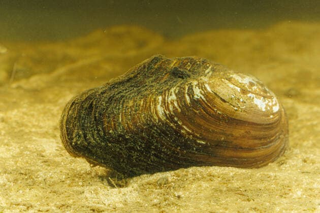 Creative Highlights World Grosse Teichmuschel, Schwanenmuschel (Anodonta cygnea), auf Sandboden, Deutschland swan mussel (Anodonta cygnea), on sandy bottom, Germany BLWS676631 *** Great pond shell, Swan mussel Anodonta cygnea , at sandy bottom, Germany Swan Mussel Anodonta cygnea , ON Sandy bottom, Germany BLWS676631 Copyright: xblickwinkel A.xHartlx