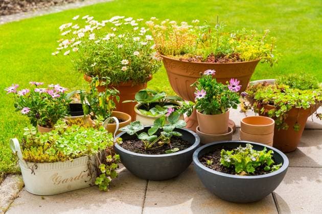 Potted flowers Potted flowers, plants, vegetable and herbs on terrace or patio with green lawn Copyright: xZoonar.com IngridxBalabanovax 17318394