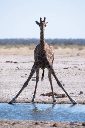 Creative Highlights World NAM, Etosha Nationalpark Namibia, 2022 Angola Giraffe (Giraffa camelopardalis angolensis), einzelnes Tier am Wasserloch, NAM, Etosha Nationalpark Namibia, 2022 *** NAM, Etosha National Park Namibia, 2022 Angola Giraffe Giraffa camelopardalis angolensis , solitary animal at waterhole, NAM, Etosha National Park Namibia, 2022. Copyright: xEibner Memmlerx EP_MMR