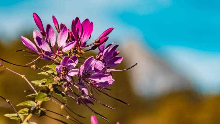 Prickly spider flower, cleome spinosa, with the famous Wilder Kaiser mountains in the background at the Schwarzsee lake near Kitzbuehel, Tyrol, Austria spinnenblume schwarzsee 006