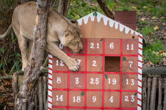 Lions, meerkats and squirrel monkeys kick off the countdown to Christmas on Wednesday morning (November 30) - opening three very different advent calendars at London Zoo. Asiatic lions Arya and Bhanu get paws-on as they follow a festive scent trail of cinnamon and nutmeg to a giant handmade calendar, while the Bolivian black-capped squirrel monkey troop test their agility as they forage amongst hanging advent pouches for their favourite treats. Elsewhere, the meerkats, Meko, Penelope, Dracula and Frank, wake up to their own unique calendar - searching behind 25 doors to find their favourite cricket snacks. ZSL Zoological Operations Manager Dan Simmonds said: It?s the season of giving and our keepers enjoyed sharing the Christmas spi Copyright: xx 52234036 EDITORIAL USE ONLY. NOT FOR USE BY NEWSPAPERS BASED IN THE UK.