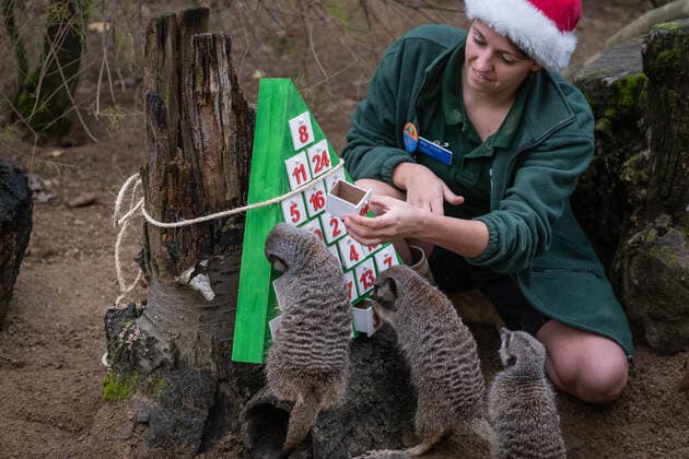 Lions, meerkats and squirrel monkeys kick off the countdown to Christmas on Wednesday morning (November 30) - opening three very different advent calendars at London Zoo. Asiatic lions Arya and Bhanu get paws-on as they follow a festive scent trail of cinnamon and nutmeg to a giant handmade calendar, while the Bolivian black-capped squirrel monkey troop test their agility as they forage amongst hanging advent pouches for their favourite treats. Elsewhere, the meerkats, Meko, Penelope, Dracula and Frank, wake up to their own unique calendar - searching behind 25 doors to find their favourite cricket snacks. ZSL Zoological Operations Manager Dan Simmonds said: It?s the season of giving and our keepers enjoyed sharing the Christmas spi Copyright: xx 52234038 EDITORIAL USE ONLY. NOT FOR USE BY NEWSPAPERS BASED IN THE UK.
