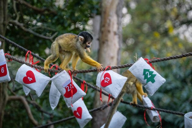 Lions, meerkats and squirrel monkeys kick off the countdown to Christmas on Wednesday morning (November 30) - opening three very different advent calendars at London Zoo. Asiatic lions Arya and Bhanu get paws-on as they follow a festive scent trail of cinnamon and nutmeg to a giant handmade calendar, while the Bolivian black-capped squirrel monkey troop test their agility as they forage amongst hanging advent pouches for their favourite treats. Elsewhere, the meerkats, Meko, Penelope, Dracula and Frank, wake up to their own unique calendar - searching behind 25 doors to find their favourite cricket snacks. ZSL Zoological Operations Manager Dan Simmonds said: It?s the season of giving and our keepers enjoyed sharing the Christmas spi Copyright: xx 52234044 EDITORIAL USE ONLY. NOT FOR USE BY NEWSPAPERS BASED IN THE UK.