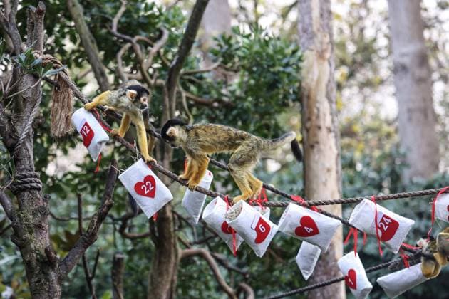 November 30, 2022, London, United Kingdom: Squirrel monkeys seen enjoying advent calendar themed enrichment items as part of ZSL London Zoo s Christmas photocall. London United Kingdom - ZUMAs197 20221130_zaa_s197_398 Copyright: xBrettxCovex