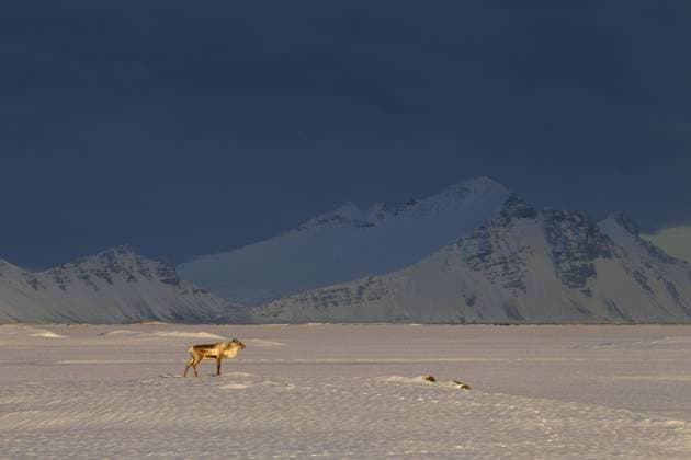  Creative Highlights World Rentier (Rangifer tarandus) ohne Geweih auf Futtersuche in verschneiter Winterlandschaft, Island, Europa *** Reindeer Rangifer tarandus without Antlers at Foraging in Verschneiter winter landscape, Iceland, Europe Copyright: imageBROKER/alimdix/xArterra ibltsm08854508.jpg
