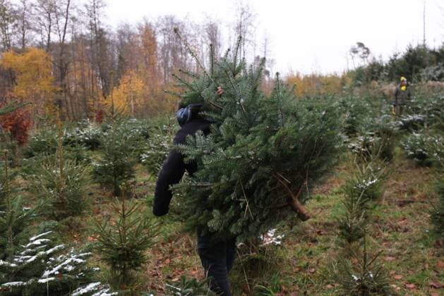04.12.2022, Deutschland, NRW, Weihnachten, Weihnachtsbäume, Tannenbäume, Ein Mann trägt eine selbst geschlagene Tanne, Regionalität, Nachhaltigkeit, Tannenbaum, Weihnachtsbaum selber schlagen, NRW Deutschland *** 04 12 2022, Germany, NRW, Christmas, Christmas trees, A man carries a fir tree he cut himself, regionality, sustainability, fir tree, cut Christmas tree yourself, NRW Germany Copyright: xRalfxIbing SnowfieldxPhotographyx SF041222TannenbaumR17
