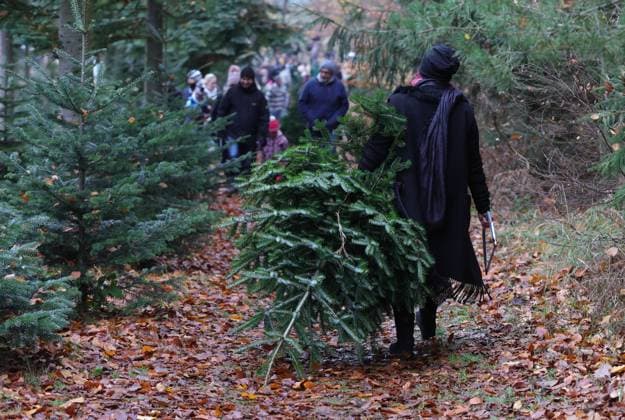 04.12.2022, Deutschland, NRW, Weihnachten, Weihnachtsbäume, Tannenbäume, Eine Frau zieht eine selbst geschlagene Tanne hinter sich her, Säge in der Hand, Regionalität, Nachhaltigkeit, Tannenbaum, Weihnachtsbaum selber schlagen, NRW Deutschland *** 04 12 2022, Germany, NRW, Christmas, Christmas trees, fir trees, A woman pulls a fir tree she cut herself behind her, saw in hand, regionality, sustainability, fir tree, cut your own Christmas tree, NRW Germany Copyright: xRalfxIbing SnowfieldxPhotographyx SF041222TannenbaumR18