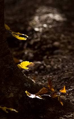 IMAGO Creative, Jahreszeit Herbst auf dem Land RECORD DATE NOT STATED Autumn foliage of yellow leaves in the forest. , 34926736.jpg, autumn, yellow, orange, beautiful, colorful, red, green, leaves, golden, park, season, forest, fall, tree, nature, natural, background, leaf, foliage, november, vibrant, color, maple, october, bright, environment, brown, light, landscape, texture, bunch, land, country, countryside, blur, dry, leafy, herbarium, woods, gold, day, branch, flora, branches, decoration, sun, horizontal, plant, many, scenics