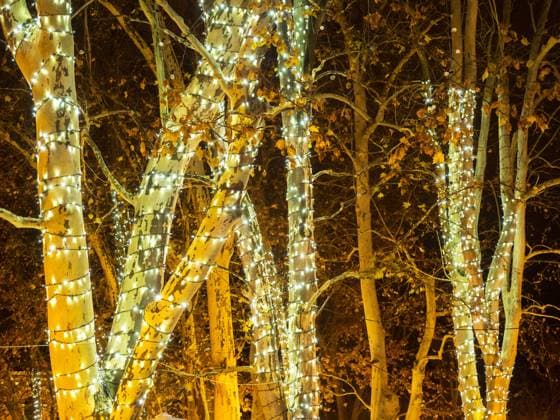 Ahorn im Advent mit Lichterkette Maple in Advent with fairy lights Copyright: xZoonar.com EwaldxFrx 11601028