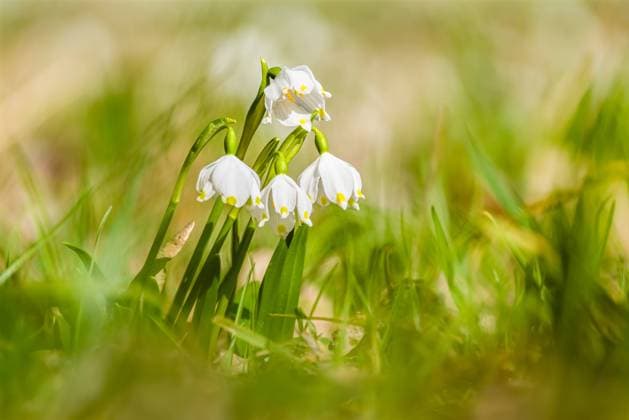 Close-up of a bunch of snowflakes (Leucojum vernum) in the valley Polenztal. Polenz Saxony Germany Reise FB_2021_1023