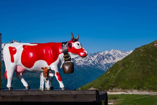 The statue of a red and white painted cow and calw below Gotthard Pass, snow covered mountains in the distance. Andermatt Uri Switzerland Reise FB_2021_2055
