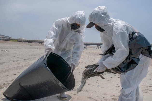 Bilder des Jahres 2022, News 12 Dezember Peru, Vogelgrippe in Lima  RECORD DATE NOT STATED The outbreak of avian influenza in Lima. December 6, 2022, Lima, Peru: The Mayor of the District of Miraflores (Lima), Luis Molina Arles, announced as of today the restriction of bathers access to the eight beaches in the district, as long as the presence of seabird corpses remains in that area, due to the outbreak of avian influenza. During an inspection carried out five kilometers from the coast of Miraflores, the mayor pointed out that as of today the entry of bathers is restricted. However, he clarified that access to surfers and sports practitioners in outdoor areas remains open. The mayor referred to the statement from the Ministry of Health (Minsa) authorizing municipalities to restrict access to beaches in this situation. (Foto: Na  Copyright: xNaldyxxCastilloxGomezx