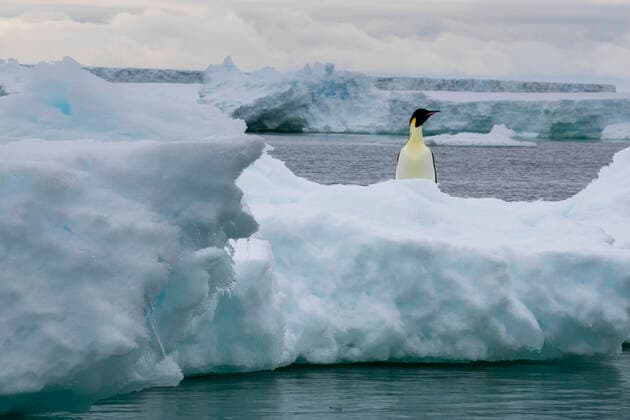 Emperor penguin (Aptenodytes forsteri) on iceberg, Larsen C ice shelf, Weddell Sea, Antarctica. Antarctic Peninsula Antarctica Copyright: xSergioxPitamitzx SSH-RM-ANT2201270238