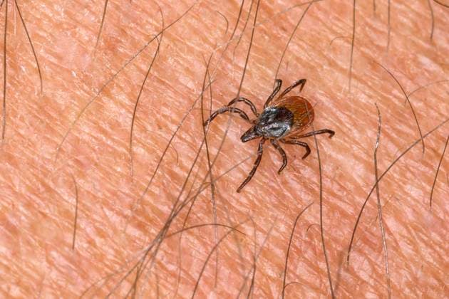 Zecke, Gemeiner Holzbock (Ixodes ricinus), Weibchen auf der Haut eines Menschen, Deutschland European castor bean tick, European sheep tick (Ixodes ricinus), female on human skin, Germany BLWS677236 *** Tick, Common Holzbock Ixodes Ricinus , Female at the Skin one People, Germany European Castor Bean Tick, European Sheep Tick Ixodes Ricinus , Female ON Human skin, Germany BLWS677236 Copyright: xblickwinkel F.xHeckerx