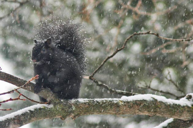 Light Snow Falls In The City Of Toronto Black squirrel sits on a branch as light snow falls in the city of Toronto, Ontario, Canada, on December 11, 2022. Toronto Canada  Copyright: xCreativexTouchxImagingxLtdx originalFilename: friedman-lightsno221211_npxVp.jpg
