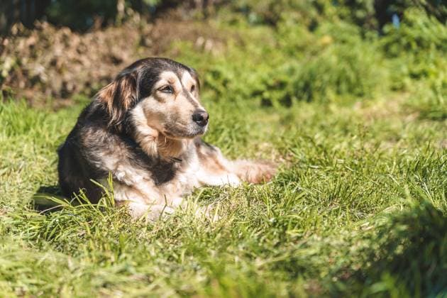 Kammlach, Bavaria, Germany - 5 September 2021: Labrador dog lying in a green field *** Labrador Hund liegt in einer grünen Wiese
